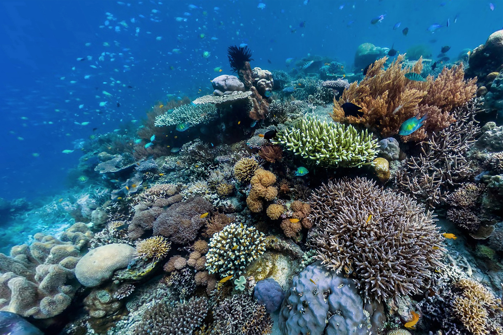 Coral Conservation Research - SEZARC