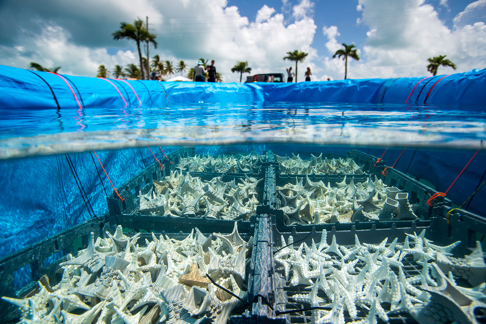 UCF Engineering and Biology Researchers Collaborate to Aid Coral Reef  Restoration