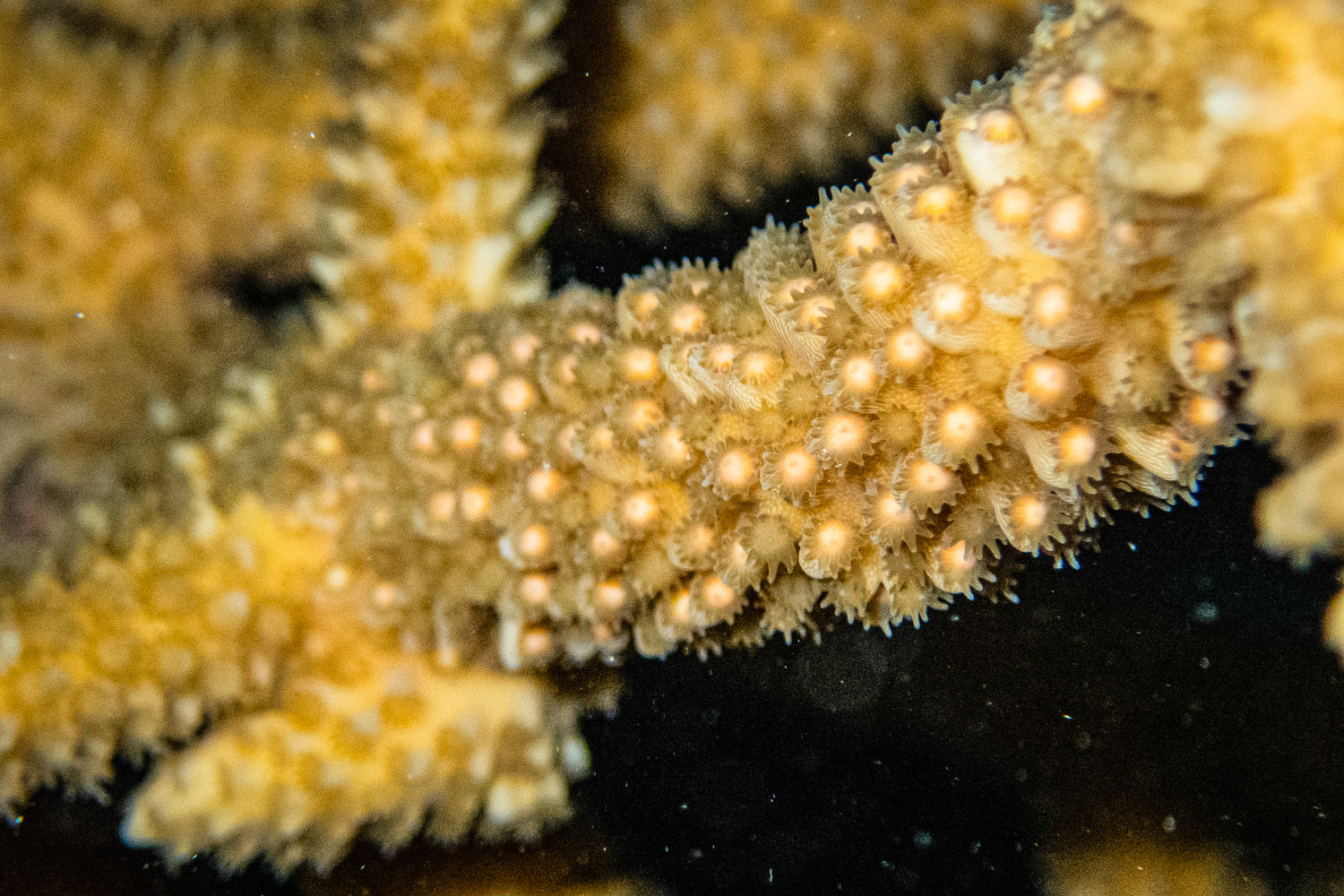 Staghorn coral spawning, A close-up view of staghorn coral …