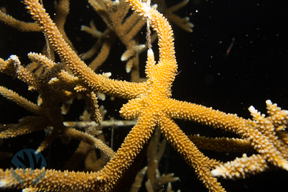 Staghorn Coral: An Endangered Species at the Aquarium - New England Aquarium